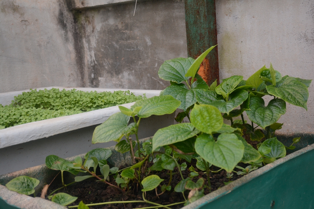 Lá lốt được trồng trên Đảo Tiên Nữ.